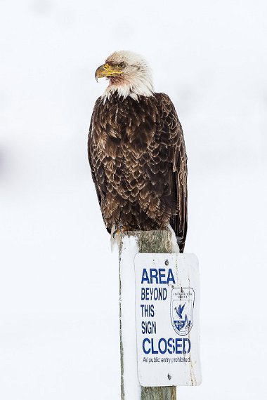 14 National Elk Refuge, amerikaanse zeearend.jpg